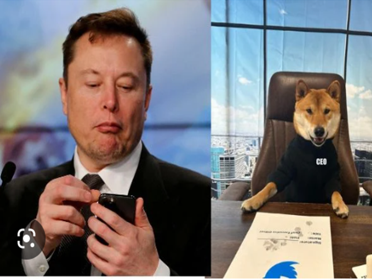 Elon Musk appointed his own dog as the CEO of his Twitter company