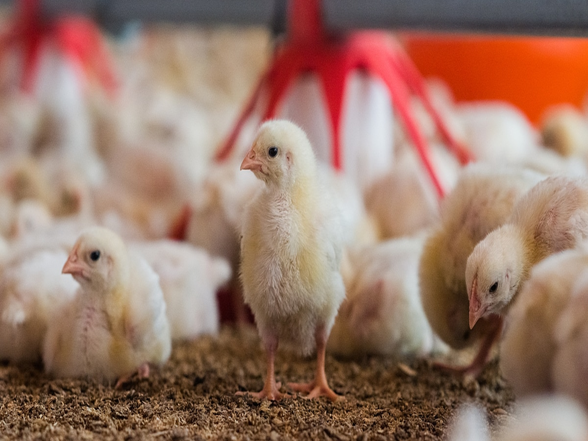 Chicken Farm Business latest news