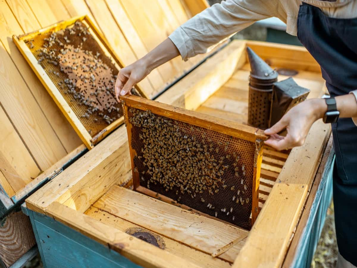 Beekeeping Business Profit