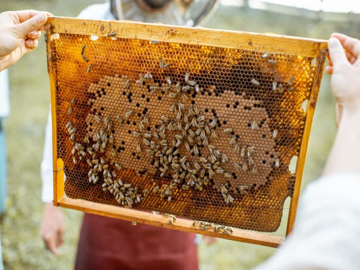 Some details about the cost and profit of beekeeping.