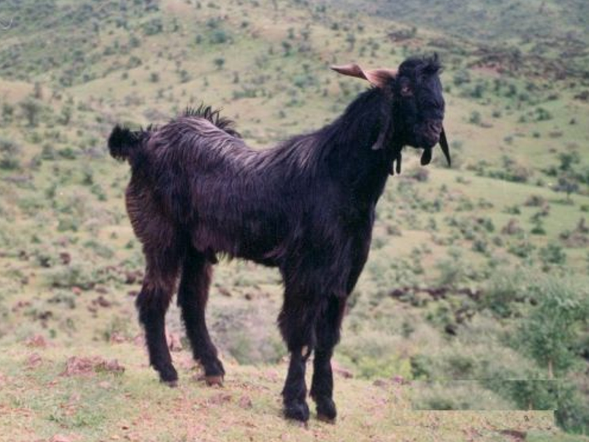 Gohilwadi breed goats