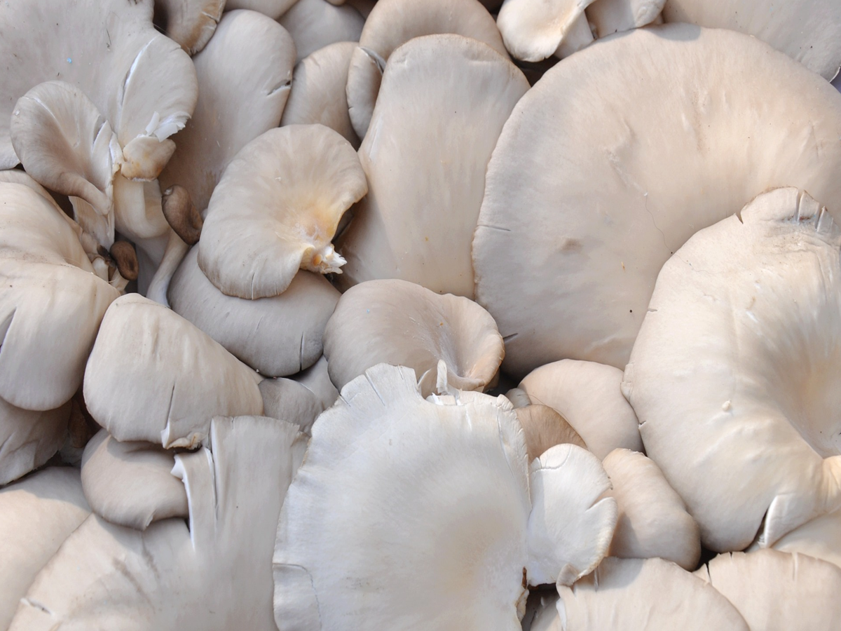 If you do mushroom business, you will get more than one lakh profit every month