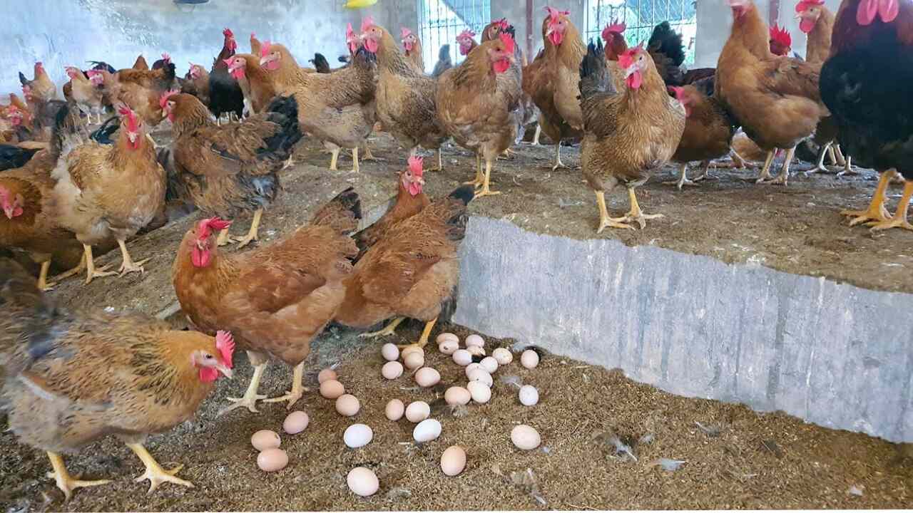 Aseel Chicken Egg Business