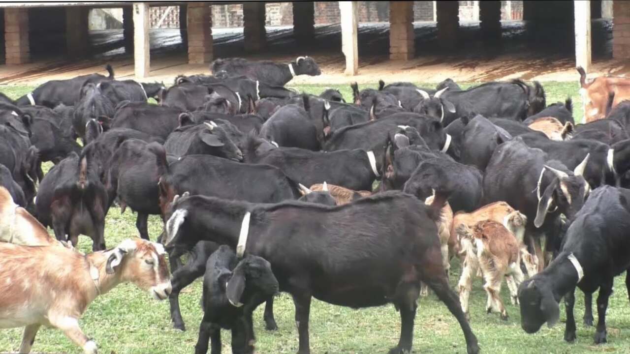 Black Bengal Goat Farming