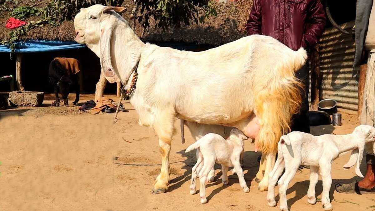 Jamunapari Goat Farming