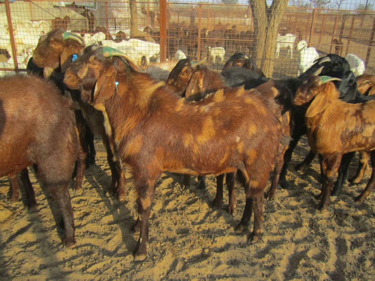 Sirohi Goat Farming
