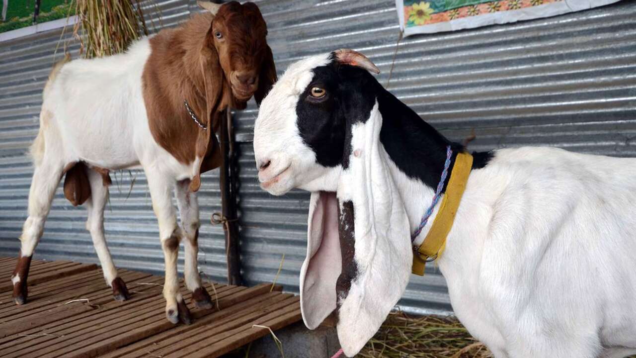 Marwari Goat Farming profit