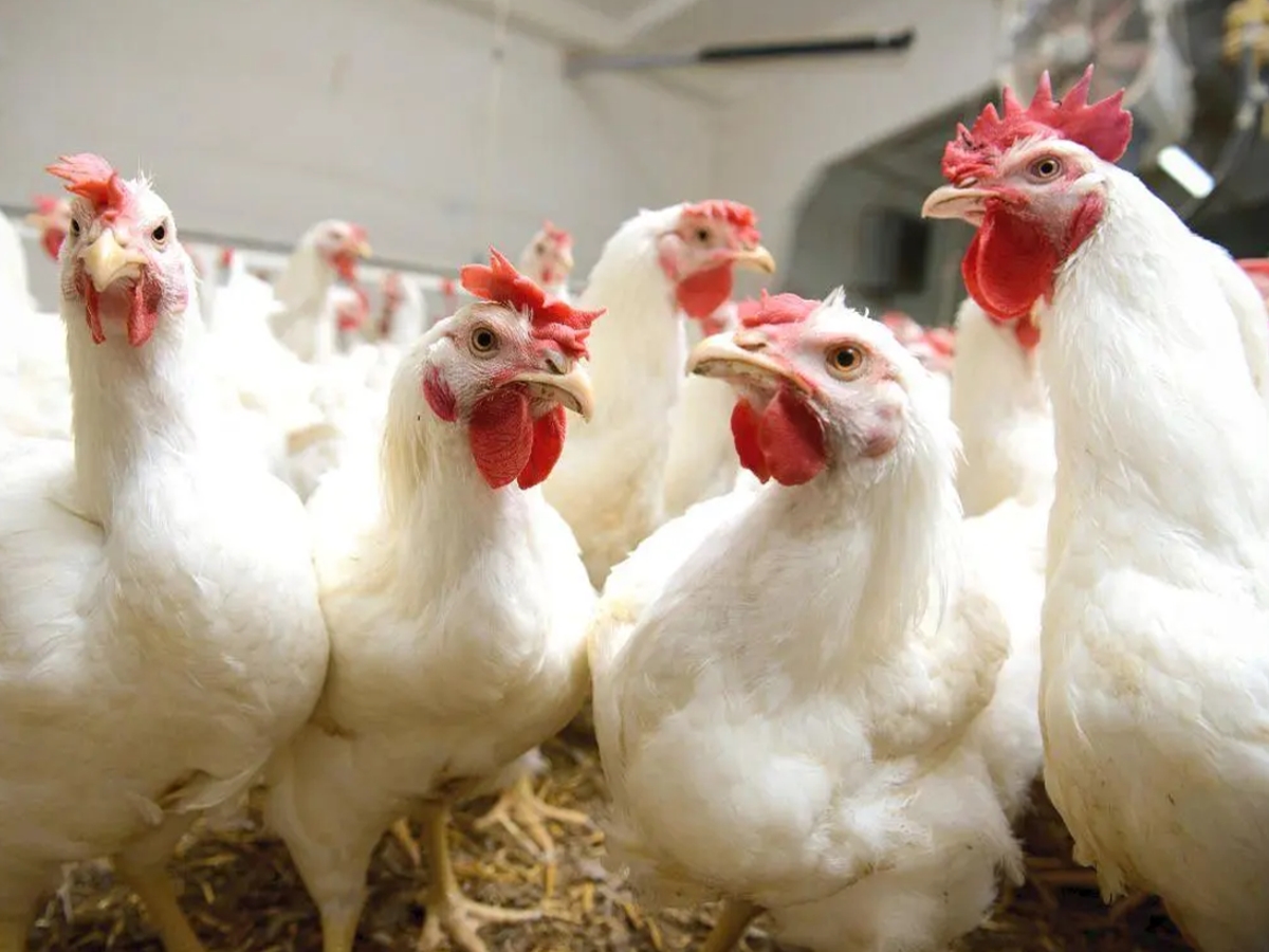 Poultry Farming Latest Update