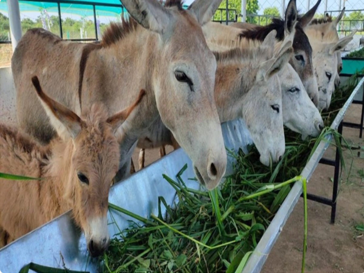 Donkey Farming Business in India