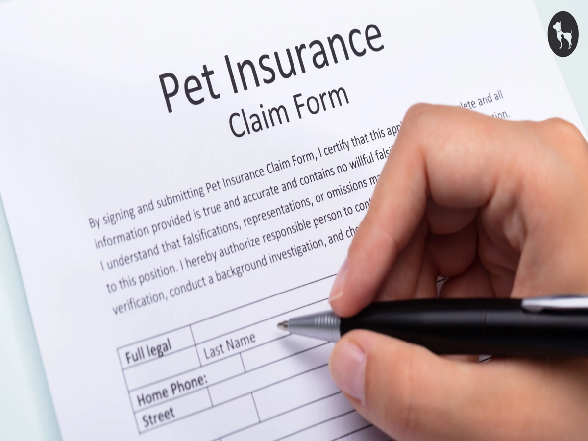 A veterinarian examining a pet, representing the coverage of medical treatments under pet insurance in India.