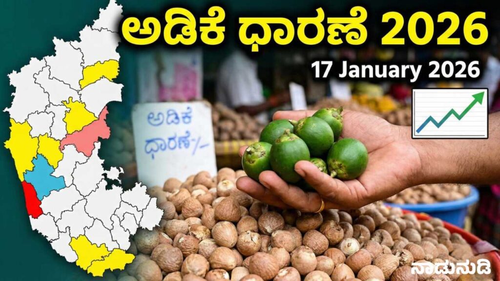Live Areca nut market price table for Karnataka 2026